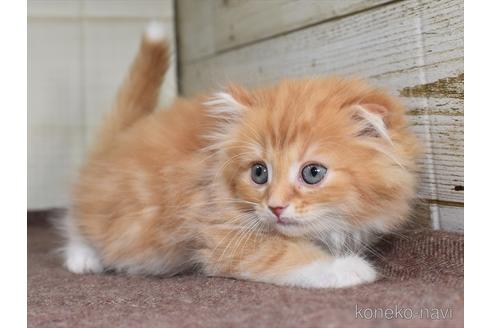 サイベリアンの子猫を探す（123ページ目）｜子猫ブリーダーナビ